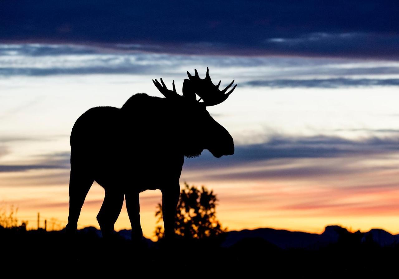 Wildlife Panorama Lofoten Bostad Exterior foto