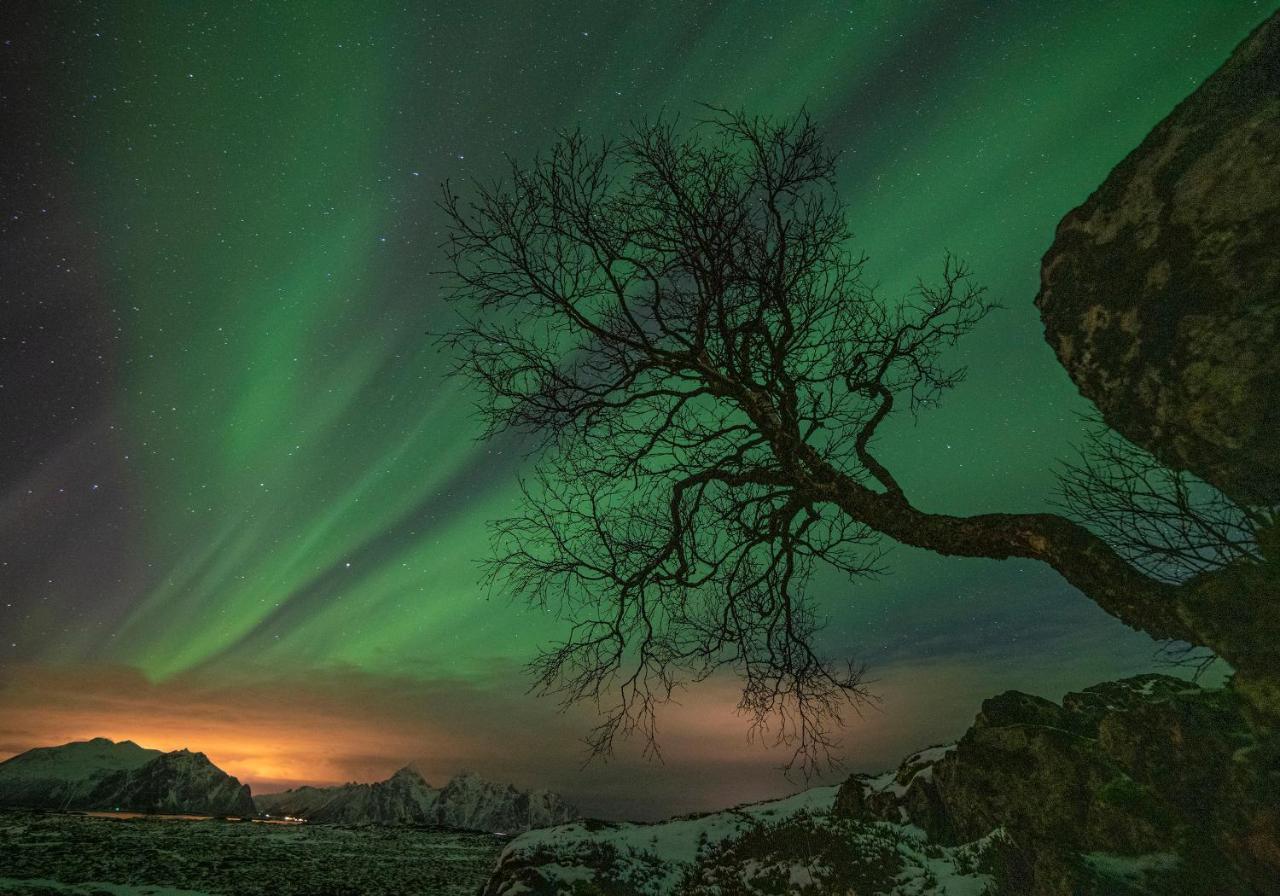 Wildlife Panorama Lofoten Bostad Exterior foto